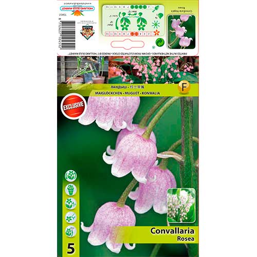 1 szt, Konwalia majowa Rosea - Cebule: Ilość w opakowaniu: 5 szt.