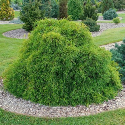 1 sadz, Cyprysik groszkowy Filifera Nana - Sadzonki: Ilość w opakowaniu: 1 sadz