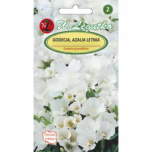 1 szt, Godecja (Azalia letnia), biała Legutko - Nasiona: Ilość w opakowaniu: 1 g
