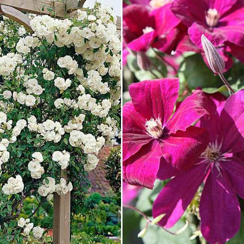 2 sadz, Super oferta! Zestaw biało-różowy Duet, róża i clematis - Sadzonki: Ilość w opakowaniu: 2 sadz