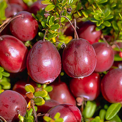 1 saz, Klikva velkoplodá Ben Lear, P9 - : Monžstvo balíkov: 1 saz