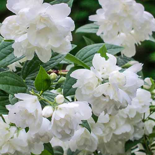 1 saz, Nepravý jasmín Rosace - : Monžstvo balíkov: 1 saz