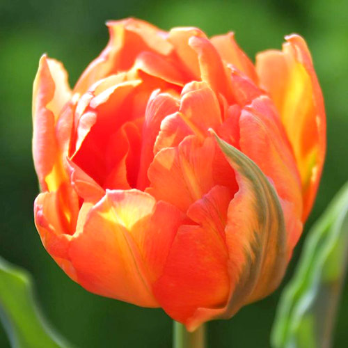 5 Stück, Tulpe Monte Orange - Blumenzwiebeln: Ilość w opakowaniu: 5 Stück