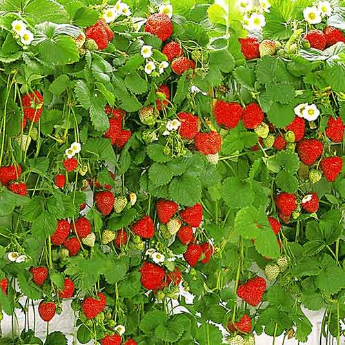 Fresa Caída - Plántulas: Ilość w opakowaniu: 5 plantas