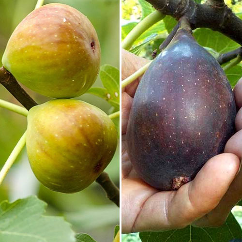 Conjunto de ficus, 2 plantas - Plántulas: Ilość w opakowaniu: 2 plantas