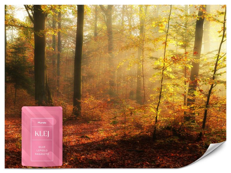 Fototapeta Muralo Jesienny Mglisty Las 300x210 cm 1szt.