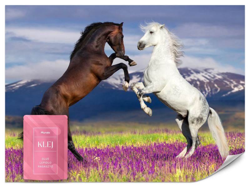 Fototapeta Muralo Konie w Polu Lawendowym 100x70 cm 1szt.