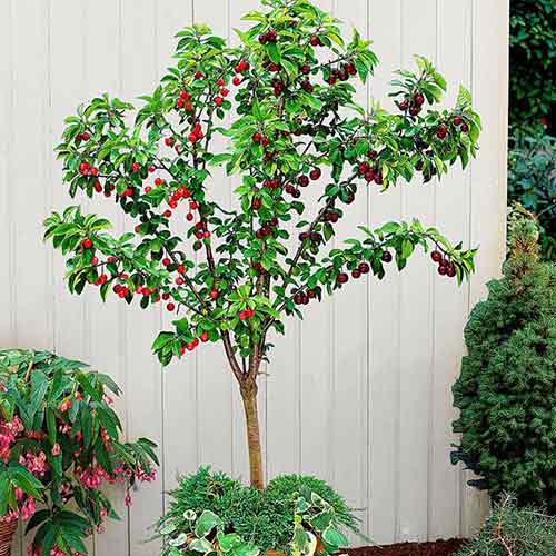 1 szt, mini Wiśnia Piemont - Sadzonki: Ilość w opakowaniu: 1 sadz