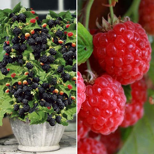2 saz, Super nabídka! Sada Malina a ostružina, 2 sazenice - : Monžstvo balíkov: 2 saz