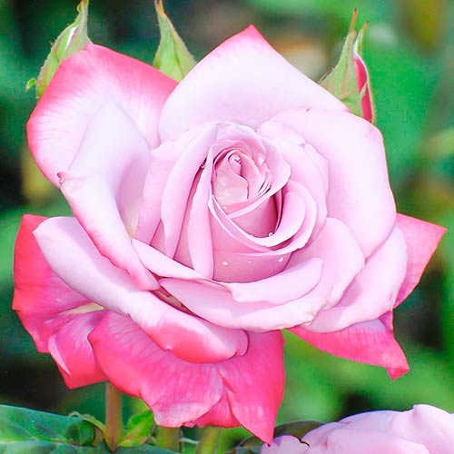 1 Pflanze(n), Großblütige Rose Lilu Wonder - Setzlinge: Ilość w opakowaniu: 1 Pflanze(n)