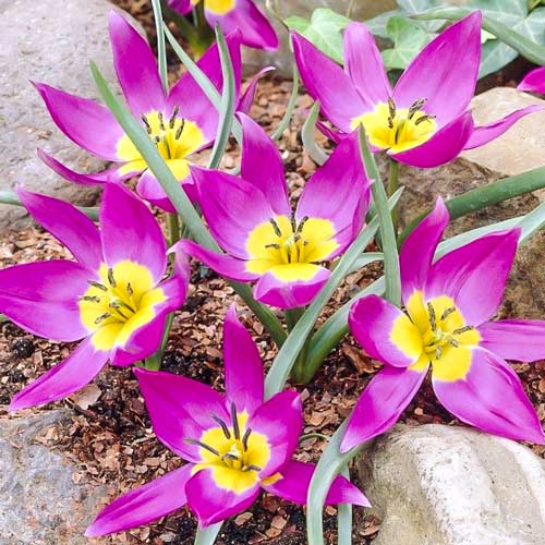 5 Stück, Tulpe Odalisque - Blumenzwiebeln: Ilość w opakowaniu: 5 Stück