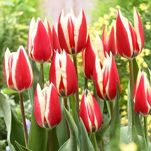 5 Stück, Tulpe Spring Surprise - Blumenzwiebeln: Ilość w opakowaniu: 5 Stück
