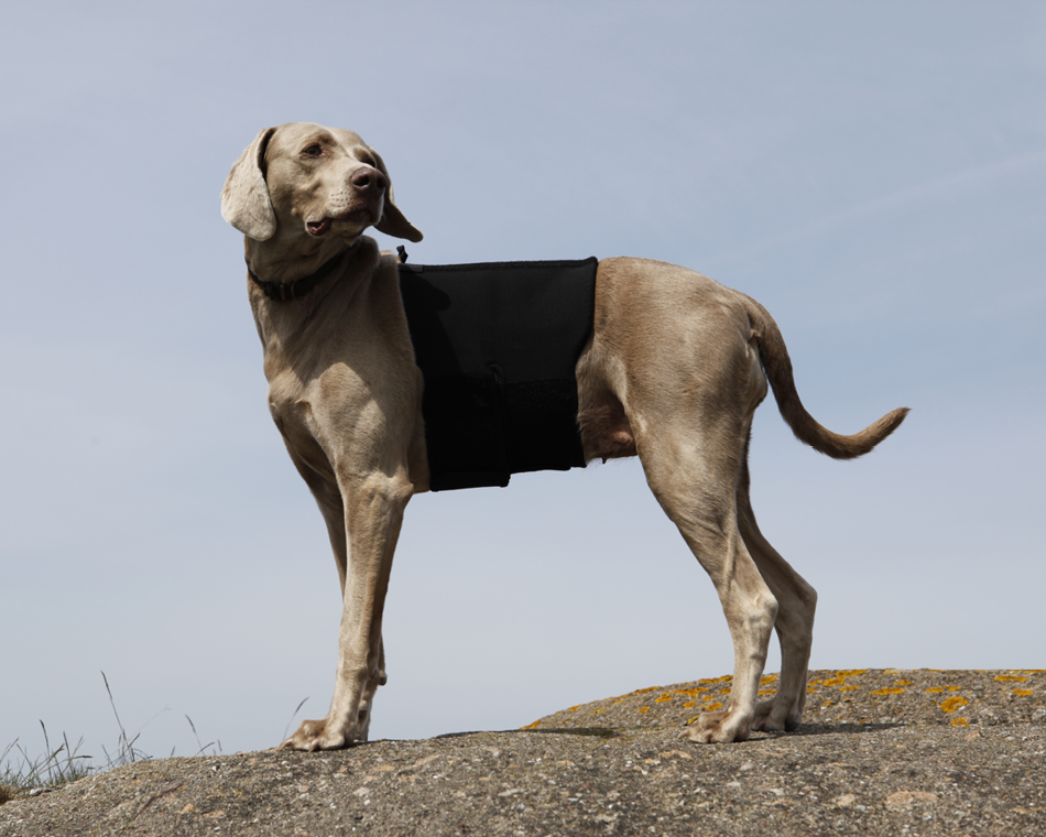 Back on Track Back on Track ochraniacz na plecy dla psa