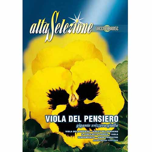 1 szt, Bratek szwajcarski wielkokwiatowy żółty Morami - Nasiona: Ilość w opakowaniu: 0.4 g