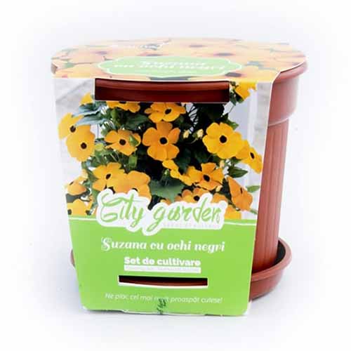 1 szt, Zestaw do uprawy - Tunbergia oskrzydlona - Nasiona: Ilość w opakowaniu: 1 opak