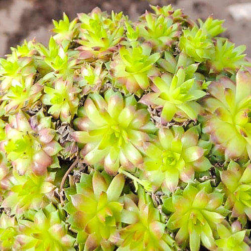 1 sadz, Rojnik pajęczynowaty (Sempervivum) Cameleon - Sadzonki: Ilość w opakowaniu: 1 sadz