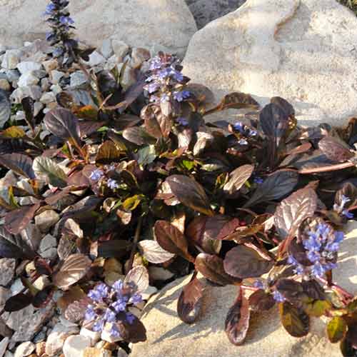 1 sadz, Dąbrówka rozłogowa Edi - Sadzonki: Ilość w opakowaniu: 1 sadz