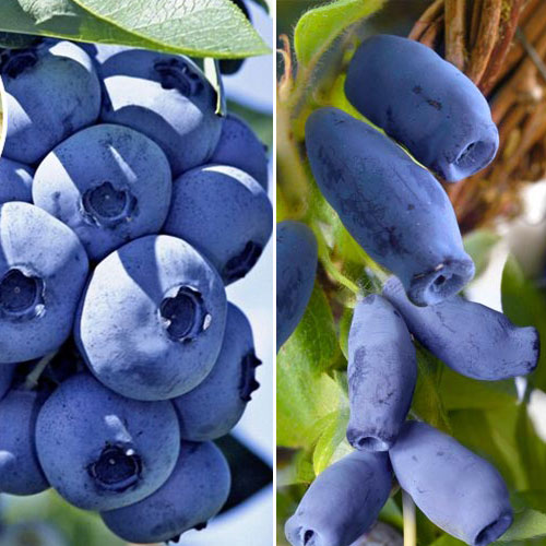 2 sadz, Super Oferta! Zestaw "Największe Jagody", 2 sadzonki - : Ilość w opakowaniu: 2 sadz