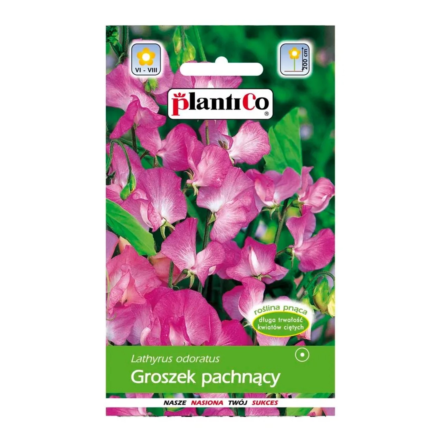 Groszek pachnący różowy