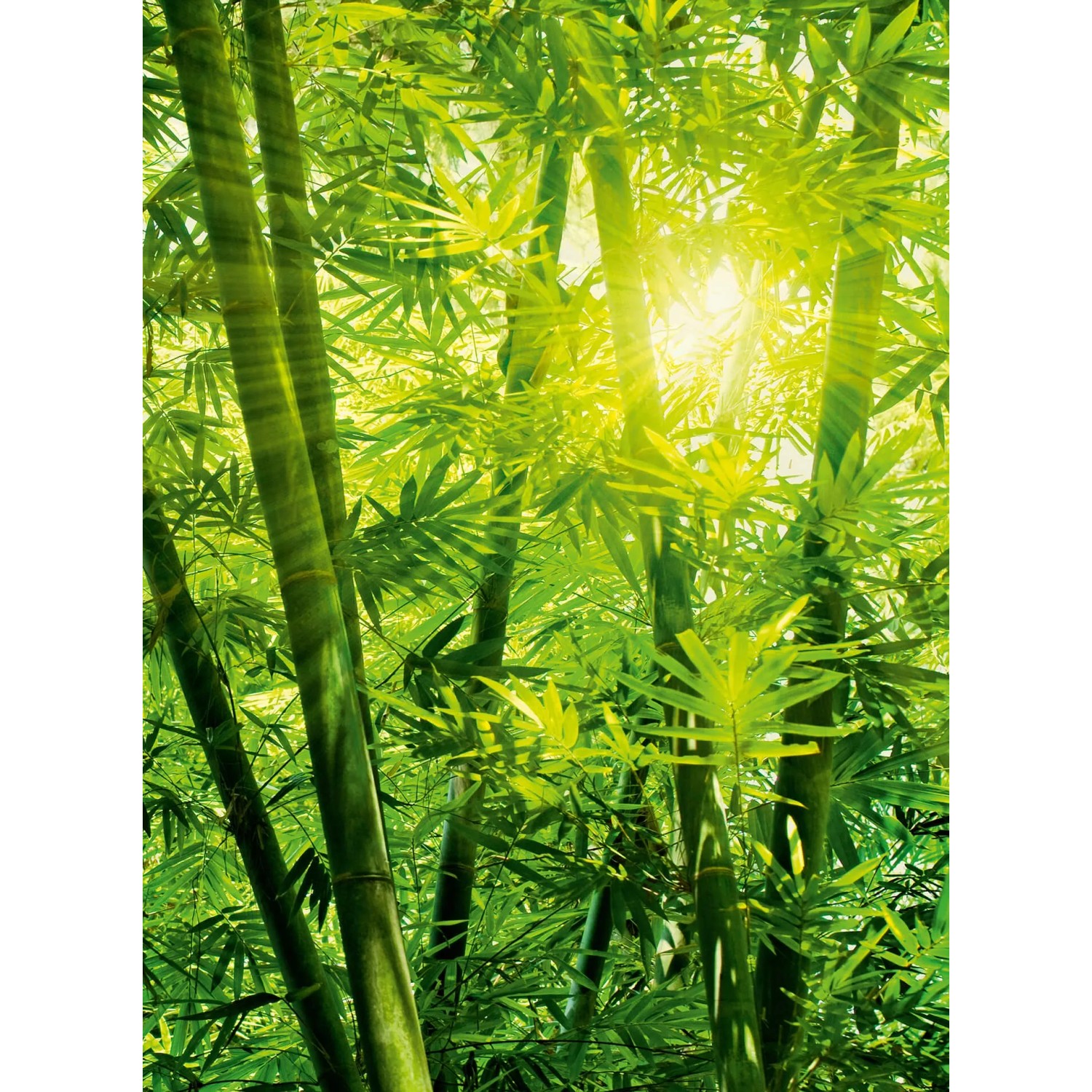 Fototapeta Bamboo Forest 192x260 cm
