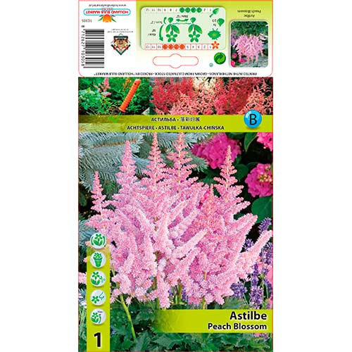 1 db, Tollbuga (Astilbe) Peach Blossom - Évelő: Mod de ambalare: 1 db