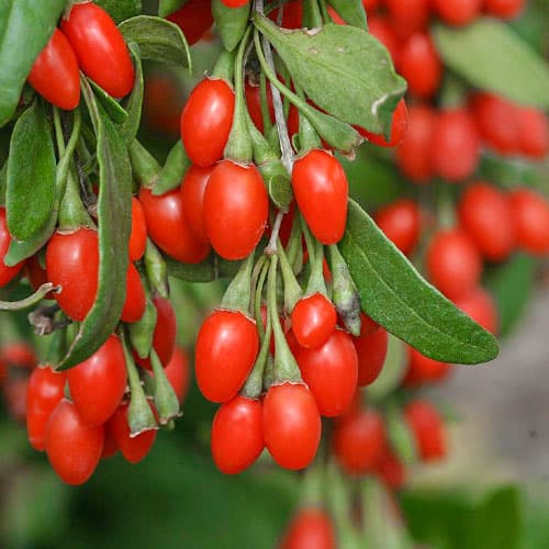 1 Pflanze(n), Gojibeere New Big, P9 - Setzlinge: Ilość w opakowaniu: 1 Pflanze(n)