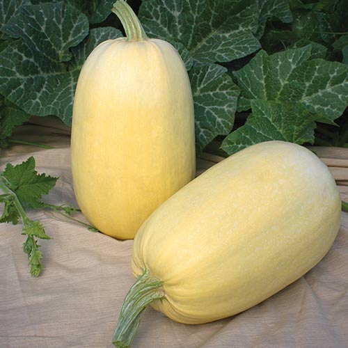1 szt, Kabaczek Long White Bush - Nasiona: Ilość w opakowaniu: 2 g