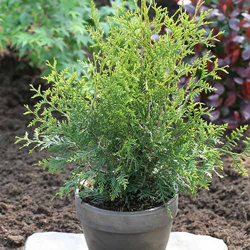 1 sadz, Żywotnik zachodni (Thuja) King of Brabant - Sadzonki: Ilość w opakowaniu: 1 sadz