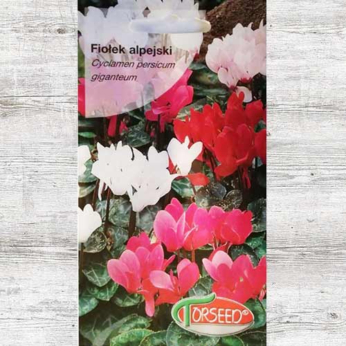 1 szt, Fiołek alpejski (Cyklamen), mieszanka - Nasiona: Ilość w opakowaniu: 10 szt