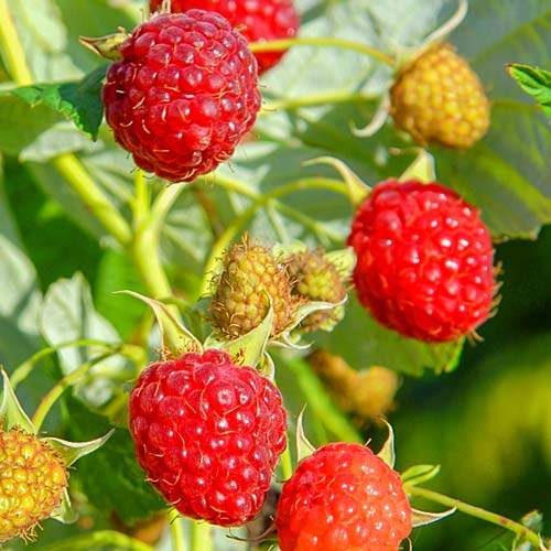 1 sadz, Malina Czerwona - Sadzonki: Ilość w opakowaniu: 1 sadz