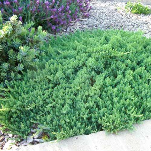 1 sadz, Jałowiec nadbrzeżny Blue Pacific - Sadzonki: Ilość w opakowaniu: 1 sadz