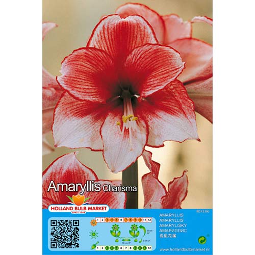 1 szt., Amaryllis (Hippeastrum) Charisma - Cebule: Ilość w opakowaniu: 1 szt.