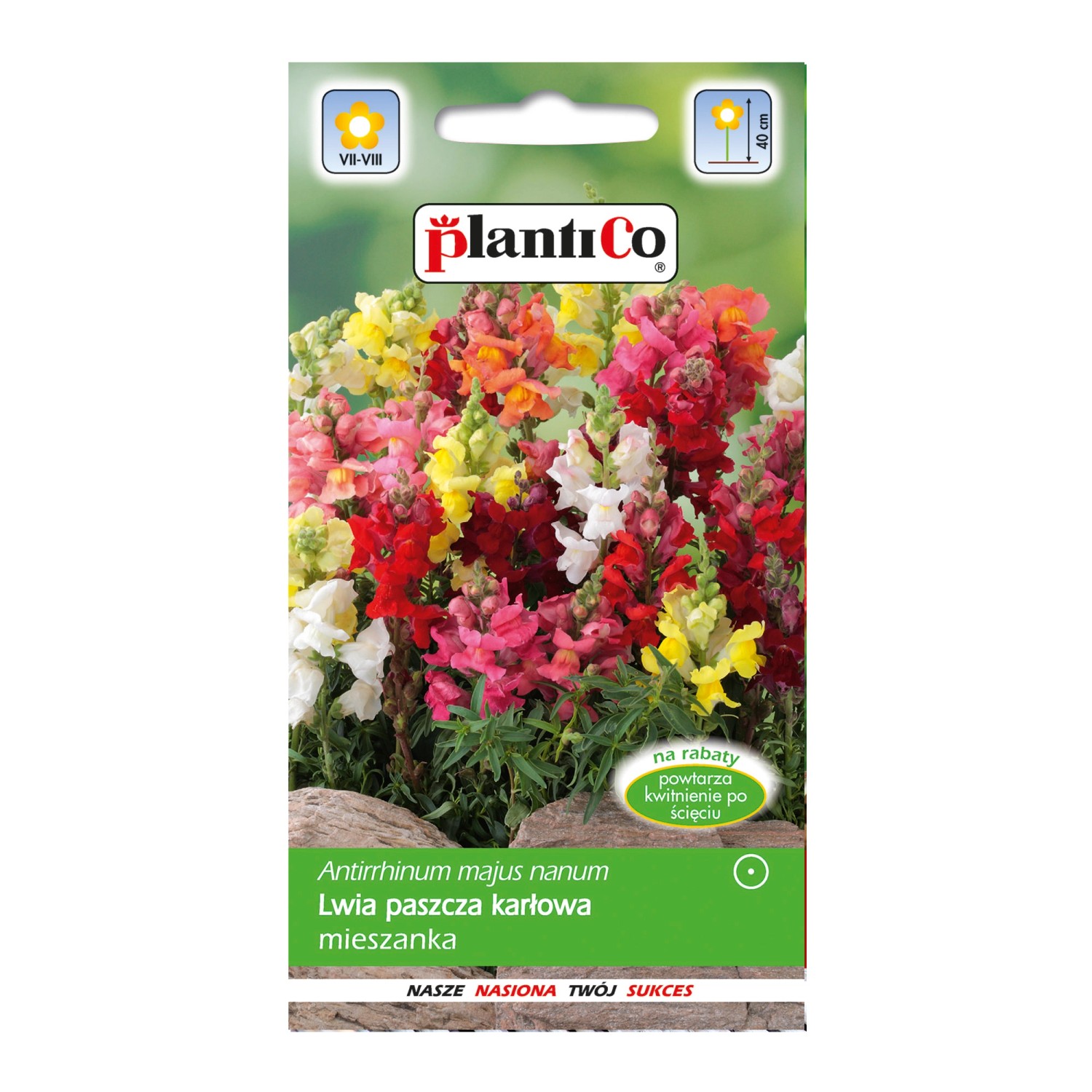 Lwia paszcza niska mix