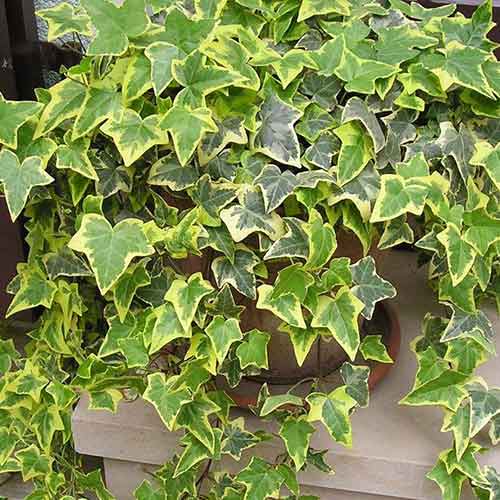 1 saz, Břečťan Ester - : Monžstvo balíkov: 1 saz