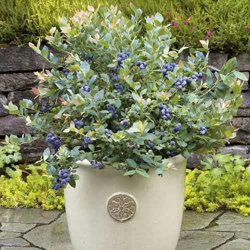 1 Pflanze(n), Heidelbeere Goldtraube, С6 - Setzlinge: Ilość w opakowaniu: 1 Pflanze(n)