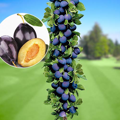 Ciruela imperial - Plántulas: Ilość w opakowaniu: 1 plant