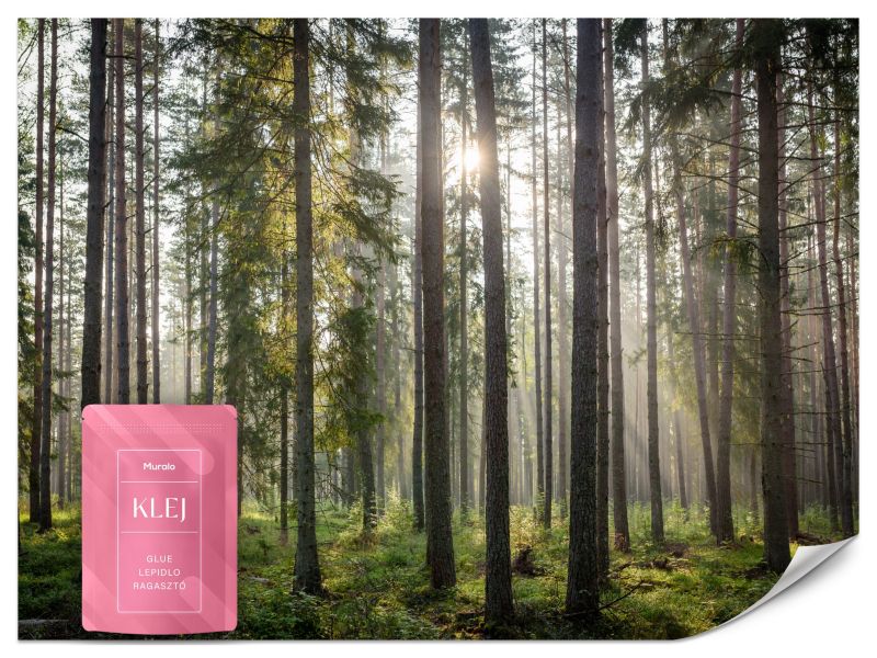 Fototapeta Muralo Las Wschód Słońca 200x140 cm 1szt.