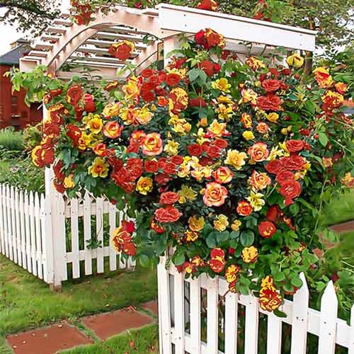 1 szt, Róża pnąca Banzai - Sadzonki: Ilość w opakowaniu: 1 sadz