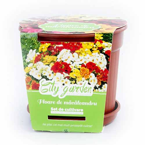 1 szt, Zestaw do uprawy - Nemezja powabna - Nasiona: Ilość w opakowaniu: 1 opak