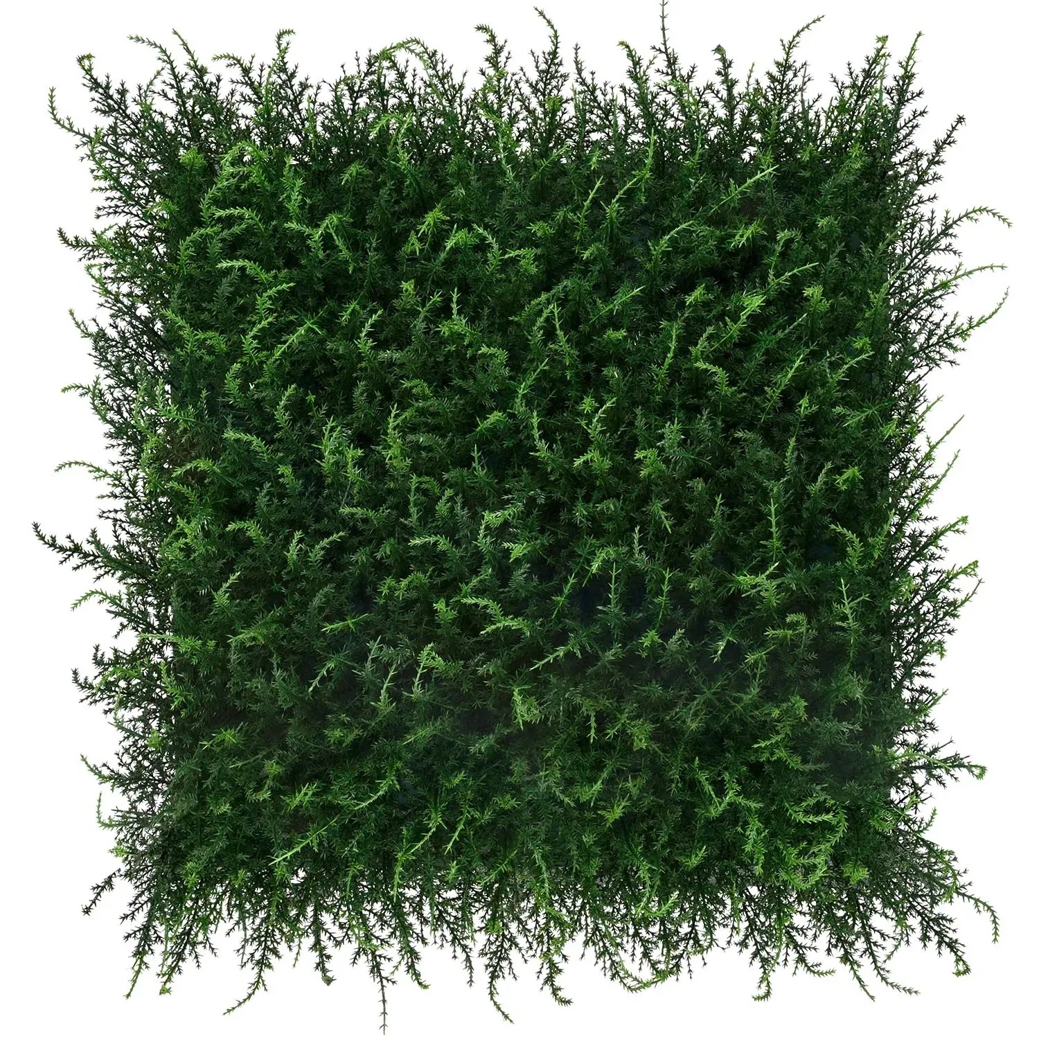 Panel Zielona ściana jałowiec 50 x 50 cm