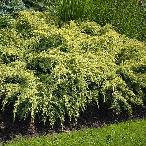 1 saz, Jalovec Dream Joy - : Monžstvo balíkov: 1 saz