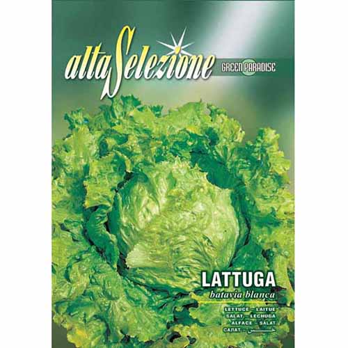 1 szt, Saláta Batavia blanca - Magok: Mod de ambalare: 1 db