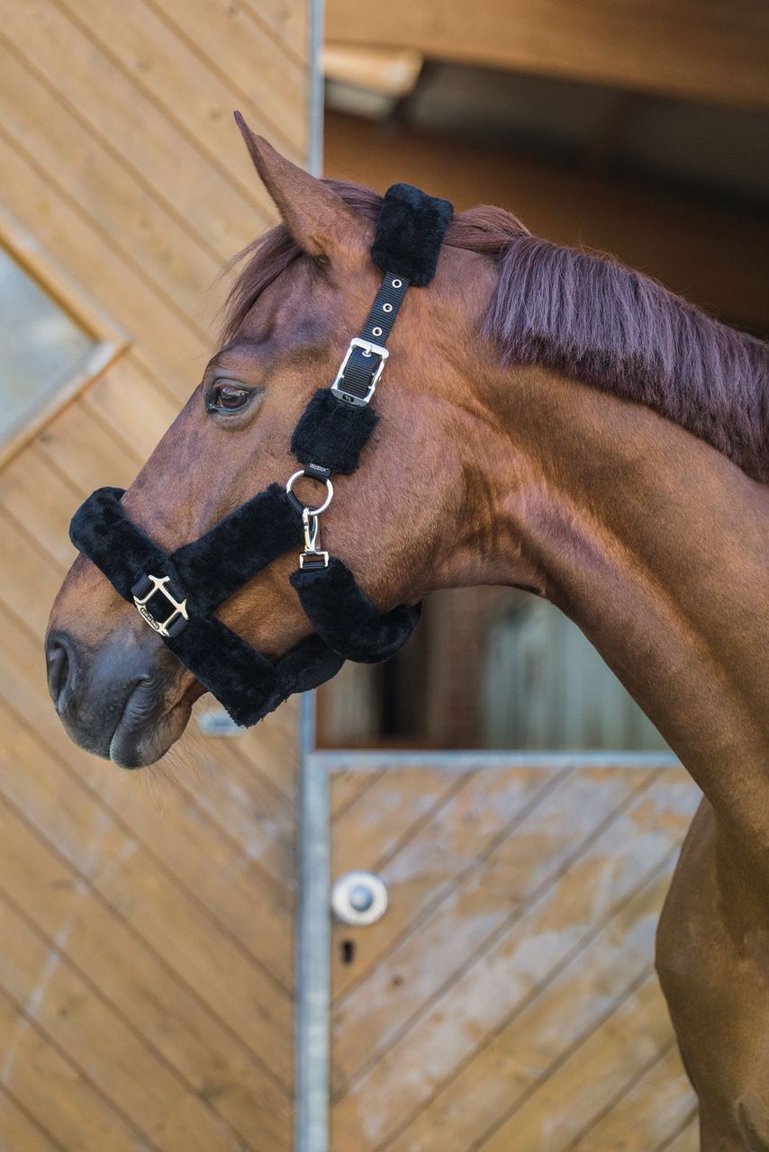 Back on Track Back on Track kantar Audrey