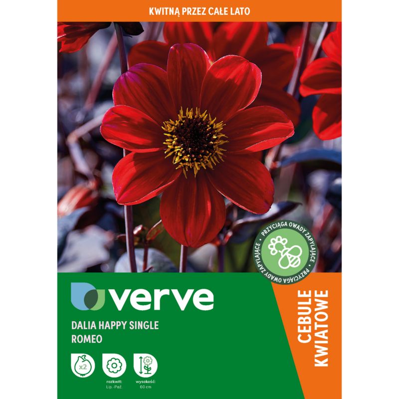 Cebule piwonia Verve Romeo 2 szt.