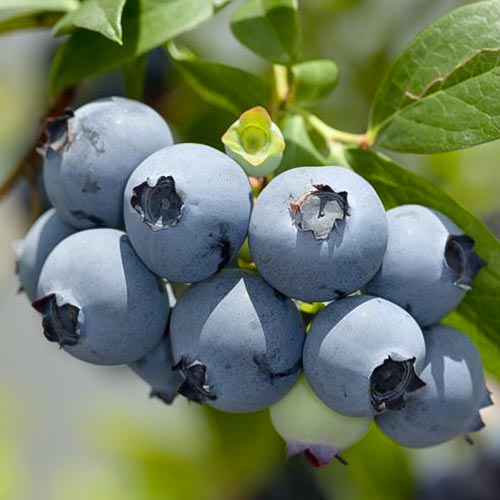 1 sadz, Borówka amerykańska Hannah's Choice - Sadzonki: Ilość w opakowaniu: 1 sadz