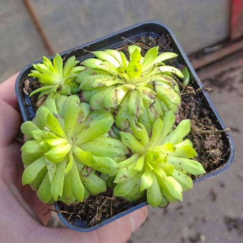 1 szt, Rojnik (Sempervivum) Faraon - Sadzonki: Ilość w opakowaniu: 1 sadz