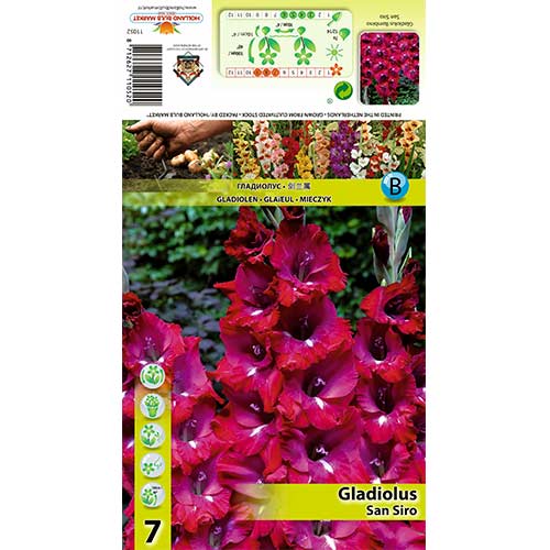 1 szt, Gladiola (Mieczyk) San Siro - Cebule: Ilość w opakowaniu: 7 szt.