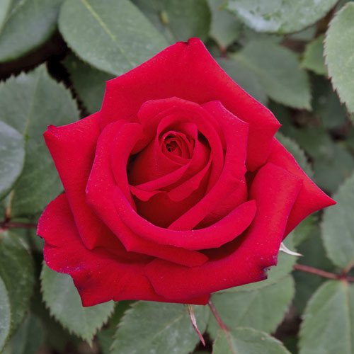 1 Pflanze(n), Edelrose Rosa Valentino , C5 - Setzlinge: Ilość w opakowaniu: 1 Pflanze(n)