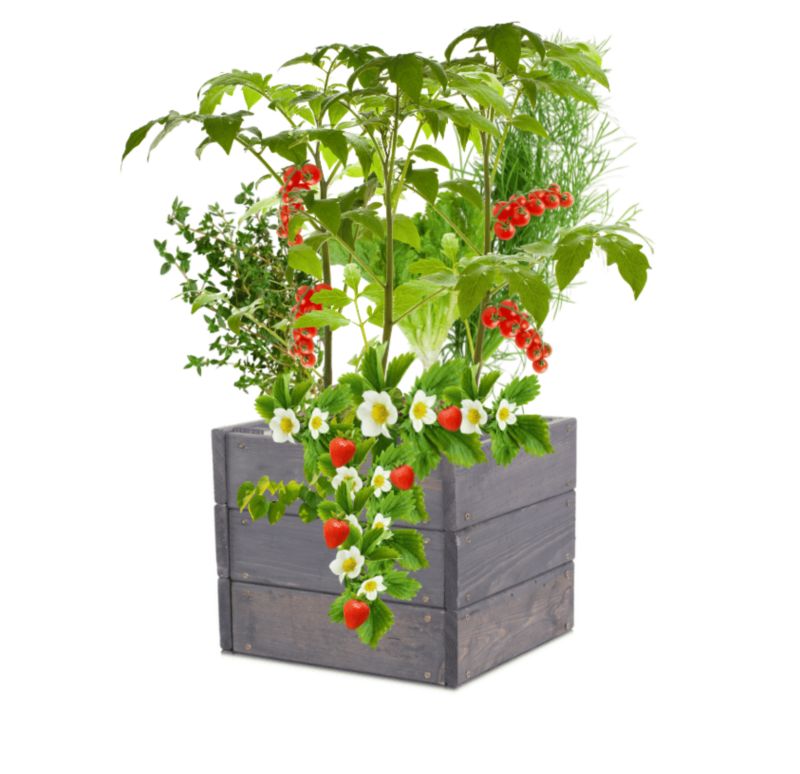 Warzywniak MODO24 grządka szara impregnacja 27x33x30 cm 1 szt.