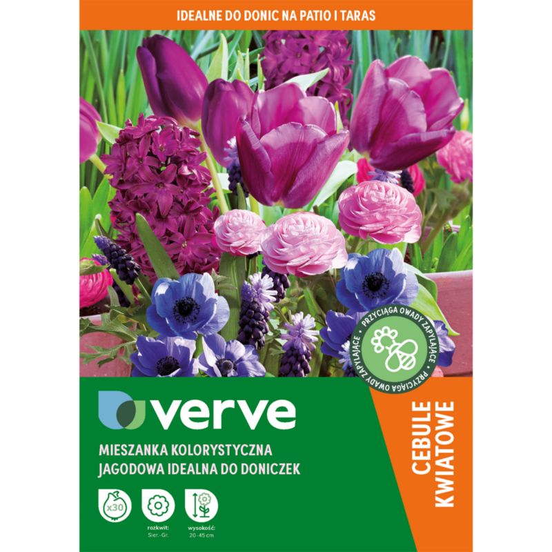 Kolekcja cebulek Verve jagodowa kolorystyka mix 30 sztuk